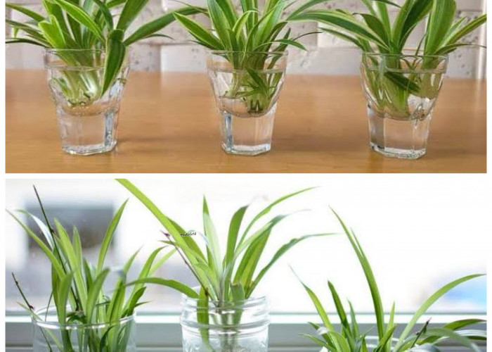 Rumah Makin Segar! 7 Tanaman Hias Hidroponik di Botol Kaca yang Praktis dan Kekinian