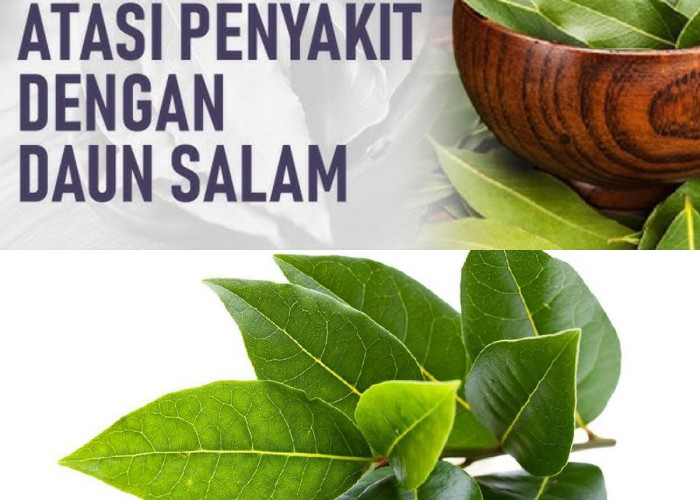 Ternyata Daun Salam Bisa Sehatkan Tubuh! Siap Mencobanya?