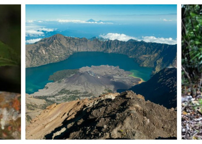 4 Satwa Langka di Gunung Rinjani, Salah Satunya Diyakini sebagai Leluhur