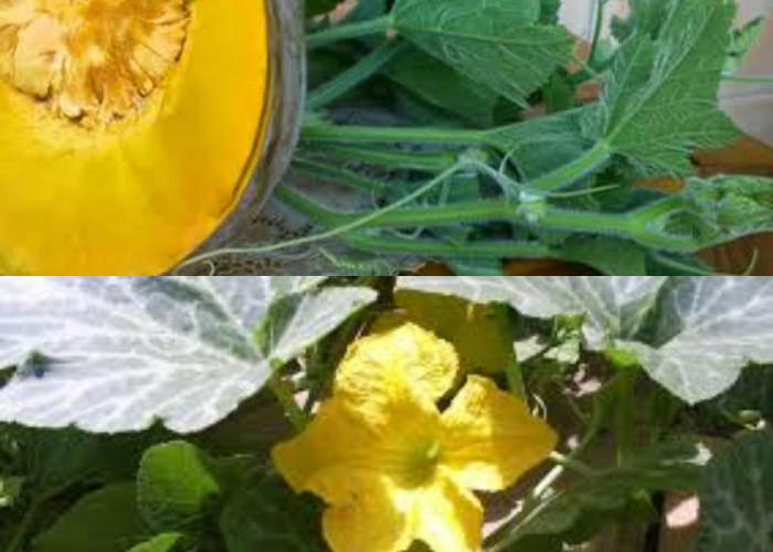 Rasakan Kebaikan Mengonsumsi Daun Labu Kuning!