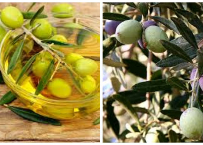 7 Kegunaan Buah Zaitun untuk Kesehatan Tubuh