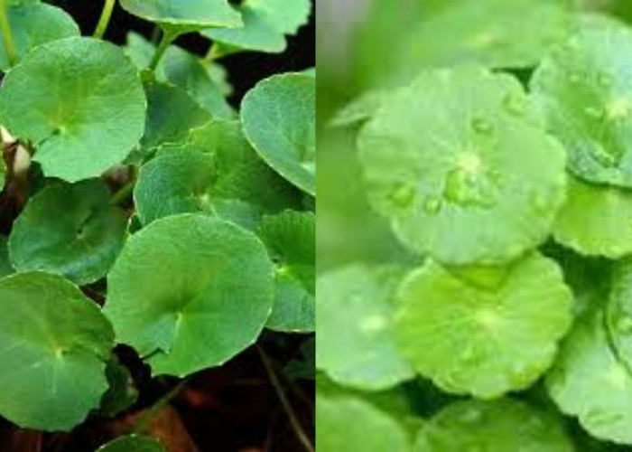 Wajib Tahu Teryata Ini 6 Manfaat Daun Pegagan Untuk Kesehatan Kulit!