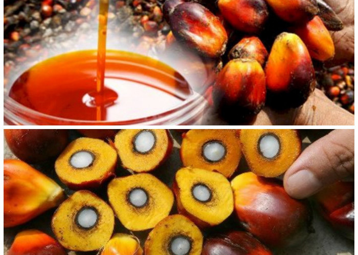 Manfaat Buah Sawit: Nutrisi Alami untuk Jantung Sehat dan Mata yang Terjaga