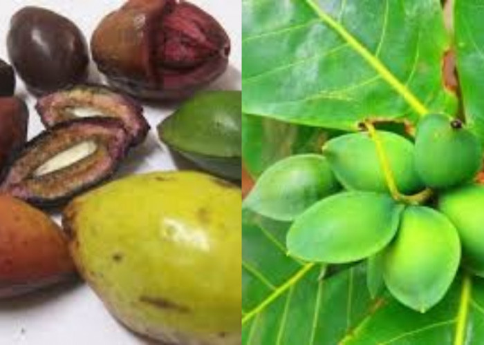 Sensasi Unik Dari Biji Buah Ketapang dan Khasiatnya Yang Harus Kalian Tahu!
