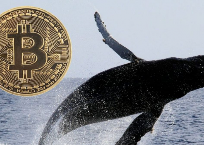 Dua Dompet Whale Bitcoin Bangkit Setelah Satu Dekade, Menghebohkan Komunitas Kripto
