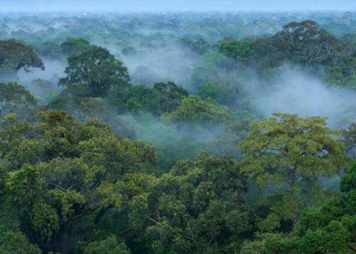 Telah Ada Sejak Zaman Fir'aun, Ini 4 Pohon Dengan Usia Ribuan Tahun Yang Masih Hingga Kini