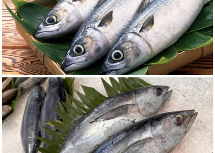 Sehat dan Lezat, Begini Tips Konsumsi Ikan Tongkol agar Tetap Aman