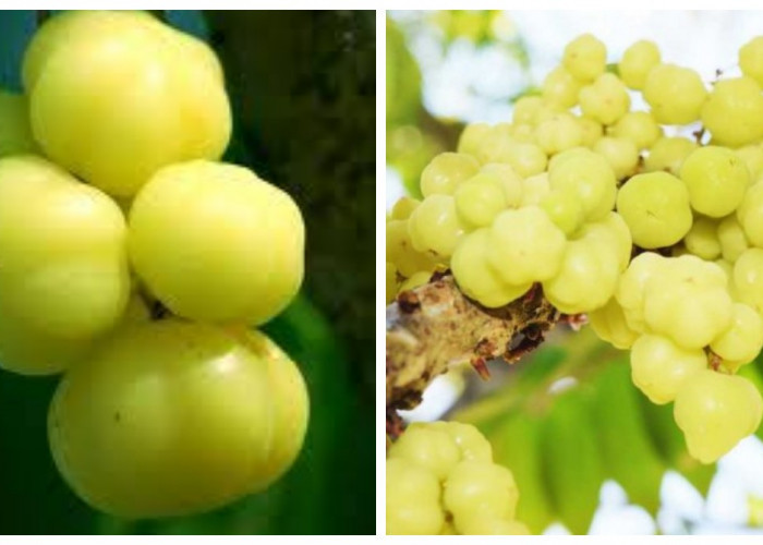 7 Manfaat Buah Cermai untuk Kesehatan yang Menarik Diketahui