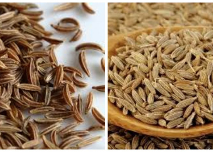 Jinten, Pahami 7 Manfaatnya untuk Kesehatan Tubuh