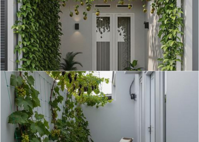 5 Model Teras Rumah dengan Pohon Buah Merambat: Sulap Tembok Jadi Teduh, Estetik, dan Bisa Panen Sendiri!