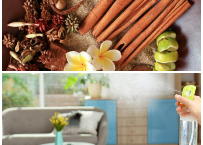 Rahasia Aroma Mewah di Ruang Tamu, Ternyata Bisa Didapat dari Bahan Dapur Sehari-hari!