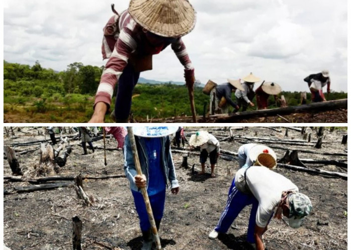 Menelusuri Harmoni Alam dan Tradisi: Praktik Pertanian Suku Rambang yang Sarat Makna