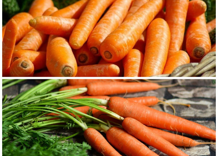 Manfaat Wortel bagi Kesehatan Tubuh, Sayuran Sederhana dengan Segudang Khasiat!