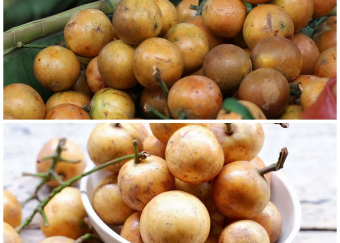 Khasiat Buah Menteng untuk Tubuh Sehat: Rasa Asam Manis yang Penuh Manfaat