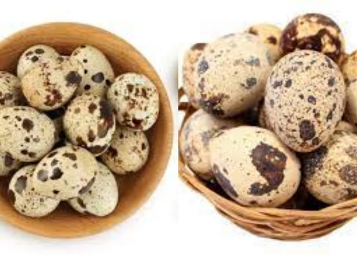 Inilah 7 Manfaat Telur Puyuh Baik untuk Kesehatan Tubuh Wajib Kalian Tahu!