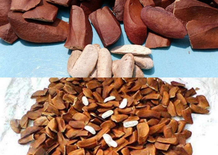  Inilah 6 Keuntungan Biji Mahoni dan Cara yang Benar untuk Mengonsumsinya, Yuk Simak!