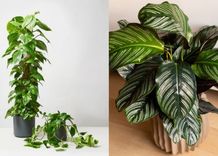 Rekomendasi Tanaman Dalam Ruangan yang Cantik dan Menyegarkan Mata!