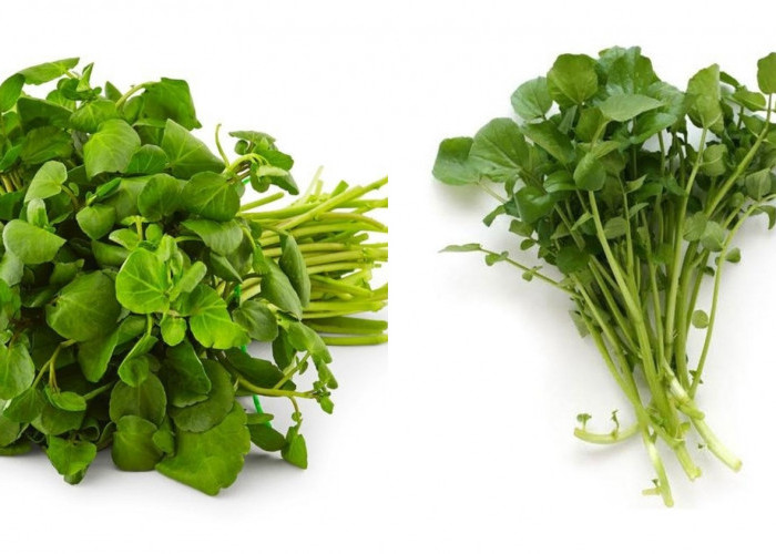 Yuk Intip! Berbagai Manfaat Selada Air Untuk Kesehatan Yang Jarang Diketahui