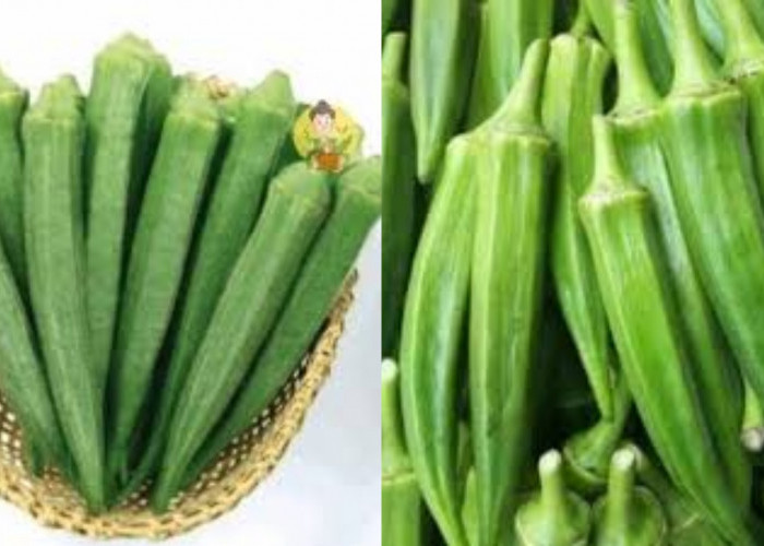 Yuk Ketahui! 8 Manfaat Okra Hijau Untuk Kesehatan Dan Cara Mengolahnya