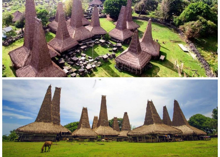 Menjelajah Ratenggaro: Desa Adat dengan Rumah Menjulang, Jejak Perang, dan Kuda Legendaris Sandalwood