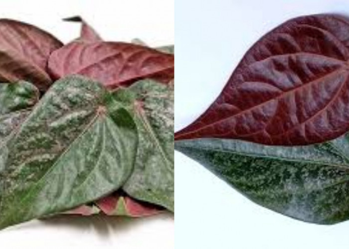 Beragam Manfaat Daun Sirih Merah Untuk Kesehatan Tubuh Yang Jarang Diketahui!