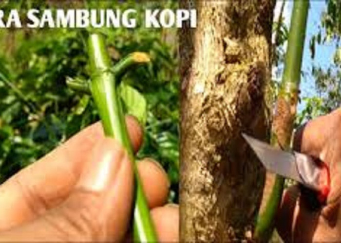 Verifikasi Sambung Pucuk Kopi Capai 90 Persen, Suntikan Bangub Sumsel