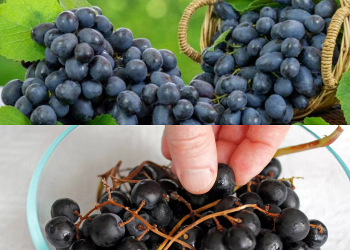 Wow Inilah Manfaat Makan Anggur Hitam untuk Kesehatan!