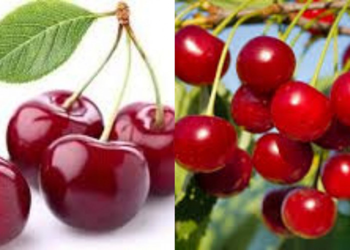 Buah Ceri: Rahasia Alami Untuk Jantung, Tidur Nyenyak, dan Imunitas