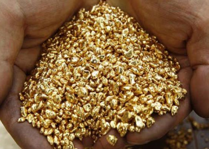 Tanaman Penghasil Emas, Fenomena Luar Biasa di Indonesia
