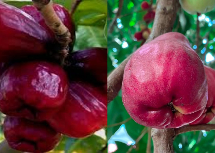 Ketahui Manfaatnya Jambu Jamaika, untuk Kesehatan Tubuh!