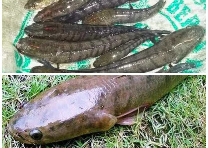 Keajaiban Ikan Gabus: Nutrisi Penting untuk Balita dan Ibu Hamil