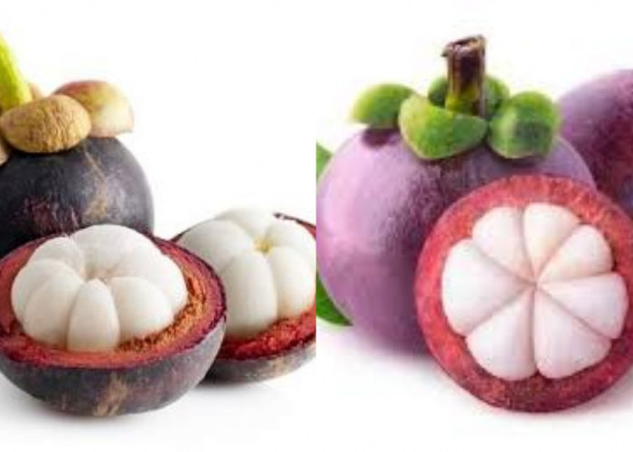 Wajib Ketahui! Inilah 5 Manfaat Buah Manggis Untuk Kesehatan Tubuh Yang Luar Biasa 