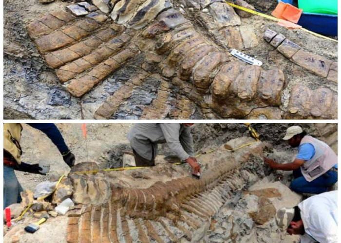 Penemuan Mengejutkan: Fosil Ekor Hadrosaurus Berusia 72 Juta Tahun Terungkap di Gurun Meksiko