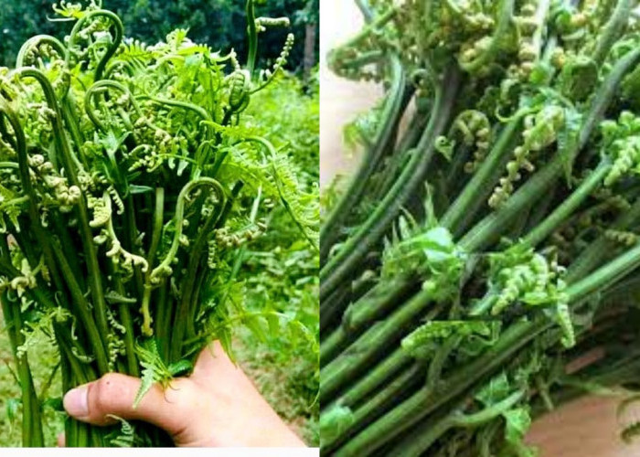 Inilah 7 Manfaat Daun Pakis Untuk Kesehatan Tubuh Yang Jarang Diketahui!