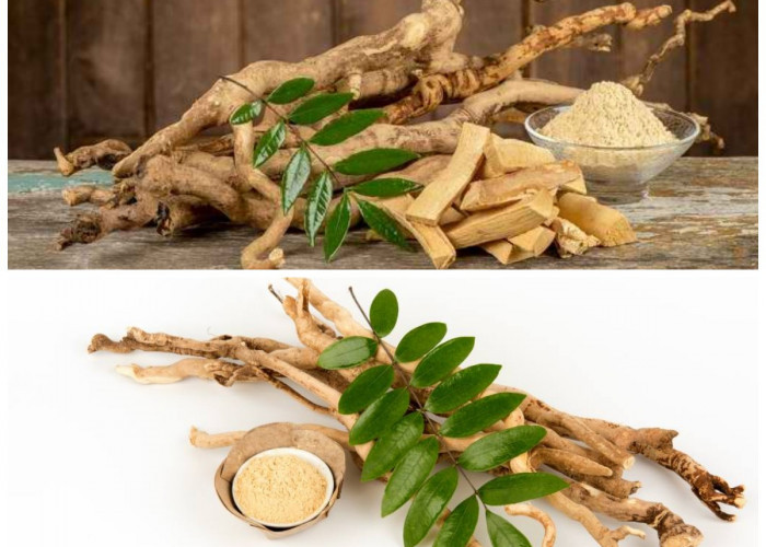 Manfaat Pasak Bumi bagi Kesehatan Tubuh: Rahasia Herbal Alami Penambah Stamina dan Vitalitas Pria!