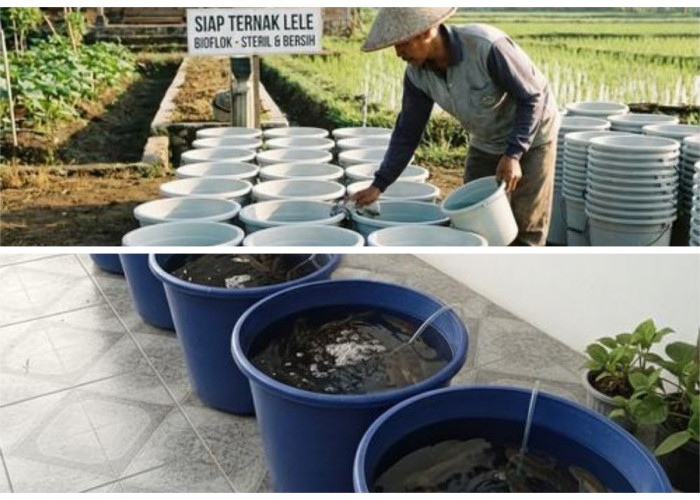 Panduan Sukses Budidaya Lele Bioflok di Ember: Hemat Lahan dan Tinggi Protein!