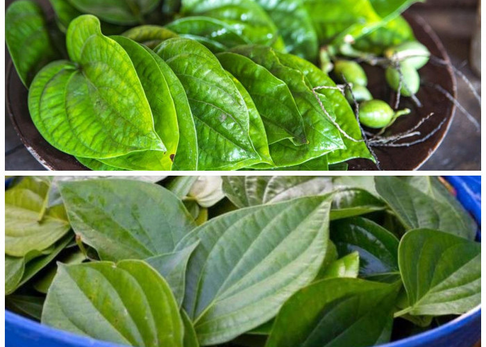Manfaat Daun Sirih bagi Kesehatan Tubuh: Herbal Tradisional dengan Segudang Khasiat!