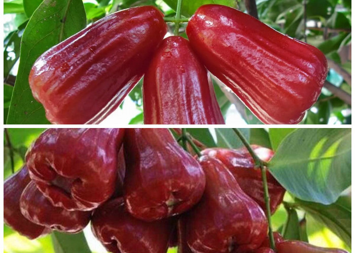 Tak Sekadar Segar, Ini 10 Manfaat Jambu Air yang Jarang Diketahui