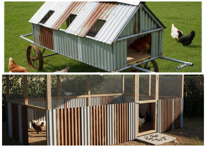 Rekomendasi 5 Desain Kandang Ayam dari Seng Bekas: Solusi Ekonomis untuk Peternak Mandiri