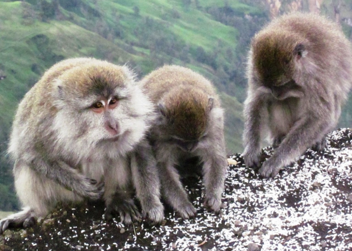 Surga Keanekaragaman di Gunung Rinjani, Daftar  Hewan Langka yang Memukau