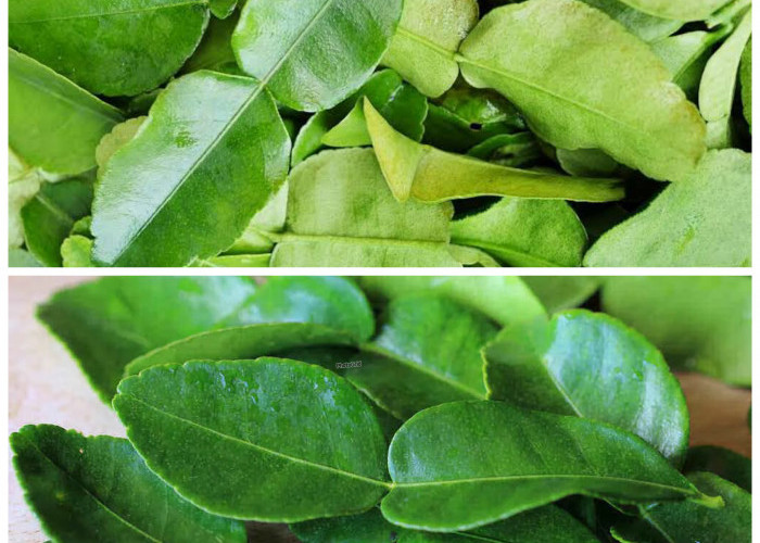 Rahasia Daun Jeruk yang Jarang Diketahui: Bukan Sekadar Penyedap, Tapi Penjaga Kesehatan Alami!