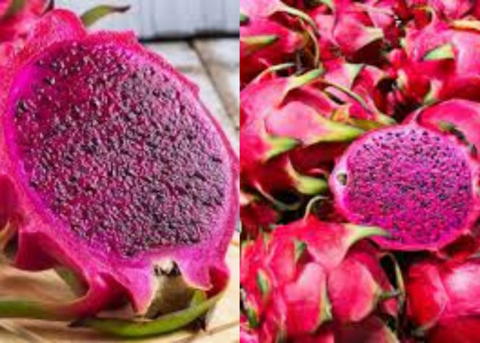 Inilah Kandungan Nutrisi Buah Naga Merah Untuk Kesehatan Berikut Penjelasanya!