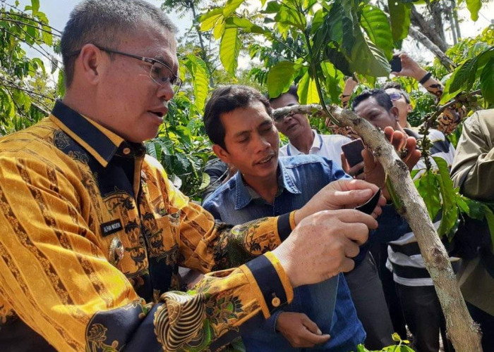 Data dan Fakta Stek Kopi: Hasilkan Lima Juta Batang dan Lima Ribu Petani, Lanjutkan ALAF 2 Priode