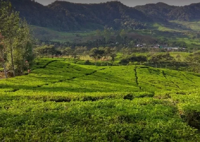 Keangkeran Gunung Gumitir: Antara Sejarah, Mitos, dan Alam