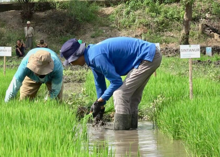 Bulog Sumsel Babel Bidik 172 Ribu Ton Beras di 2026