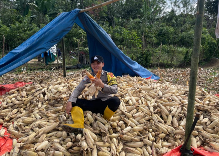 Panen Raya Jagung Pakan, Polres Pagar Alam Perkuat Ketahanan Pangan di Dempo Tengah