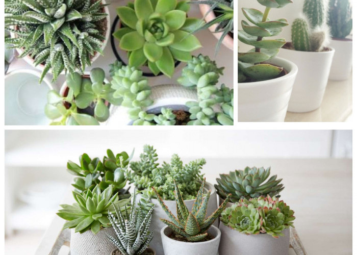 Cantik dan Mudah Dirawat! 6 Jenis Sukulen untuk Dekorasi Rumah