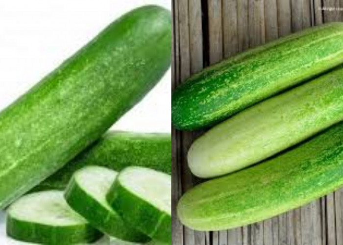 Yuk Intip! Ini 9 Manfaat Mentimun Untuk Kesehatan Tubuh Yang Luar Biasa