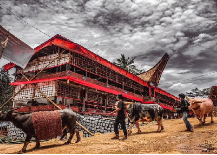 Fatka Unik Proses Upacara Adat Menyembelih Kerbau di Toraja, Ada Yang Memiliki Pengaruh Sihir