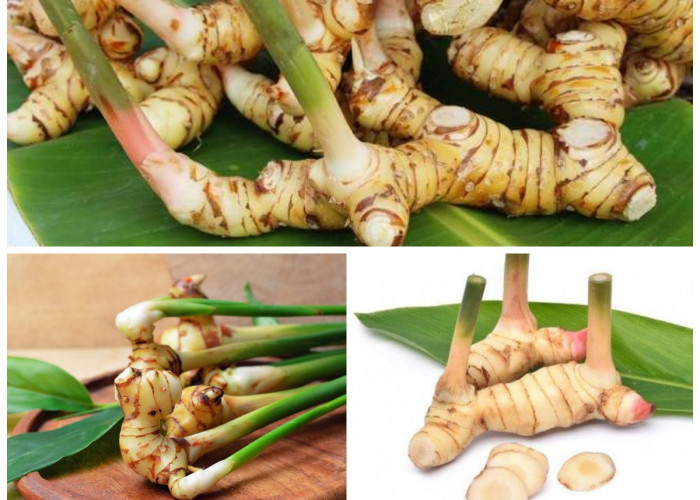 Inilah 5 Manfaat Lengkuas bagi Kesehatan, Rempah Tradisional dengan Khasiat Sehebat Obat Modern!